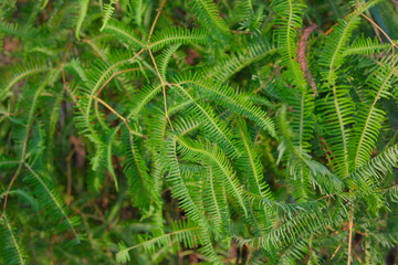 A dense tangle of fern-like leaves creates a vibrant green tapestry of natural texture and depth—ideal for botanical, garden, and forest-inspired design projects.