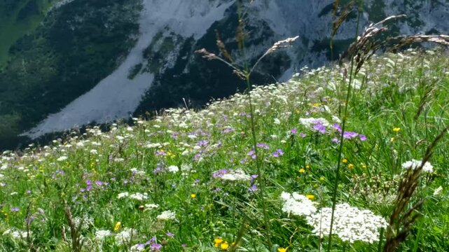 A vibrant mountain hillside filled with blooming alpine roses and wildflowers, where clusters of pink blossoms brighten the lush green landscape.