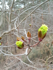 Buds on tree branch. Nature awakening after winter season.