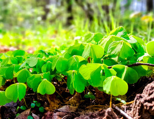 Young clover plants waking up after winter.