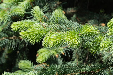 Blue spruce Picea pungens with blue needles. Close-up bright gold young shoots.  Nature concept for design. Place for your text. Selective focus. Christmas concept.
