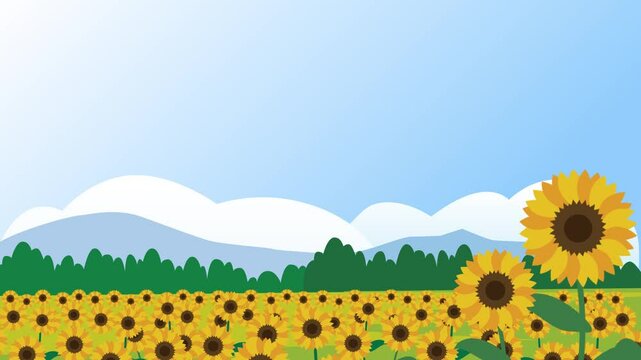 　夏のひまわり畑