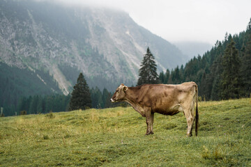 cow in the mountains