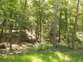 Beautiful forest in Kashubia. Poland.