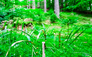 Deep forest in northern Poland. Close up of forest litter.
