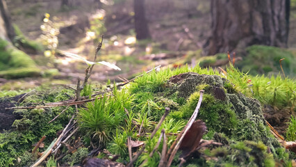 Forest flora. Close up of moss in forest.
