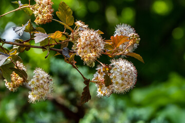 Clusters of delicate white flowers blooming on branch Physocarpus Opulifolius Diabolo, surrounded by lush green foliage in natural, serene setting. Nature concept for design