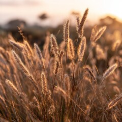 Fototapeta premium Golden Sunrise Over Tall Grass in Serene Nature Landscape