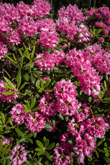 Rhododendron flowers in a city park, Oulu Finland