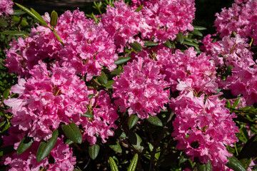 Obraz premium Rhododendron flowers in a city park, Oulu Finland