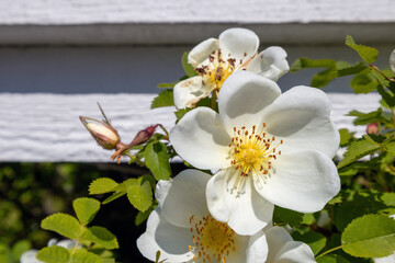 Blooming Midsummer Rose (Rosa spinosissima Plena), Finland