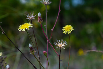 Hieracium laevigatum or smooth hawkweed. Hieracium, known by the common name hawkweed and classically as hierakion. Floral desktop background. Hieracium caespitosum, commonly known as meadow hawkweed