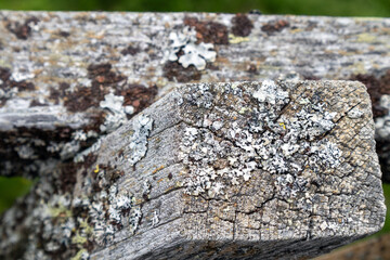 Old weathered wood with lichen covered texture natural background