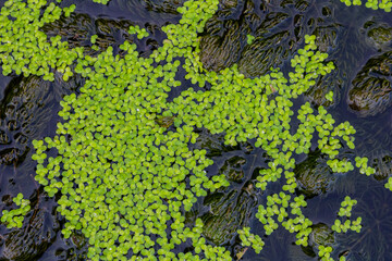 Least duckweed plants, Lemna minuta, on a water surface