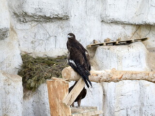 Golden Eagle Resting on a Wooden Perch
