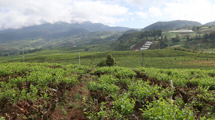 Landscape tea plantation