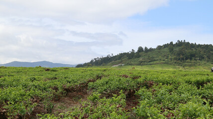 Landscape tea plantation