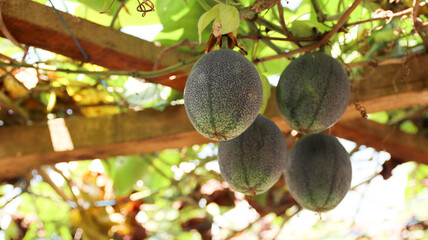 Close-up of Markisa or passion fruit hanging in the garden, selective focus