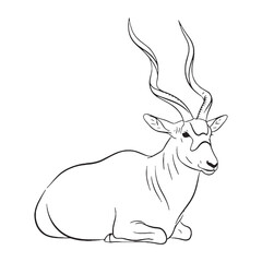 Sharp Addax Vector Outline - Crisp Addax Lineart for Logo Design - Defined Addax Icon - High Resolution Vector Lineart of Addax Asset

