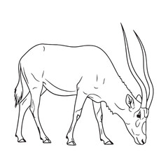 Versatile Addax Vector Graphic - Adaptable Addax Lineart for Diverse Designs - Functional Addax Icon - Reliable Vector Lineart of Addax Resource Kit

