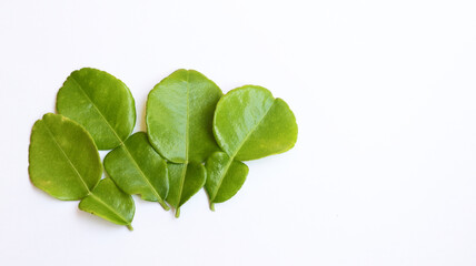 Fresh kaffir lime leaves or daun jeruk purut on isolated white background. copy space	
