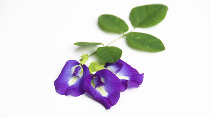 Butterfly Pea Flower or Blue Pea Flower or called as "Bunga Telang" isolated on white background