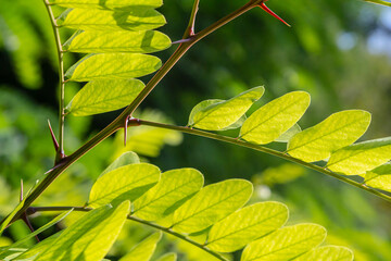 Close up of a Brown Robinia pseudoacacia Branches against a bright nature background