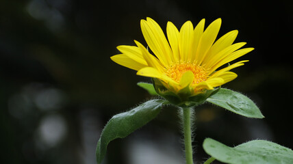 Closeup of a sunflower growing in a field of sunflowers during a nice sunny summer day	