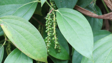 pepper or Piper Nigrum, peppercorn, common pepper	