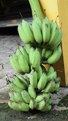 A display of green bunches of Bananas