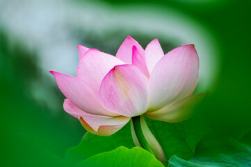 blossoming lotus flowers in pond	