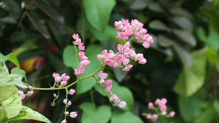 Beautiful bloom Antigonon pink flower with nature blurred background	