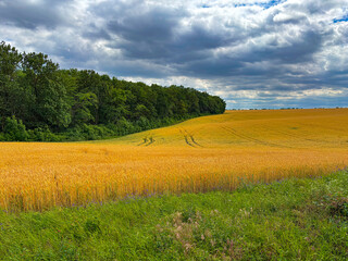 Golden wheat field stretching to the horizon under a dramatic cloudy sky. Agricultural landscape...