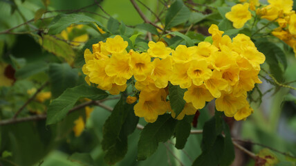 Yellow elder or Tecoma stans or terompet kuning or lonceng kuning or Bignoniaceae are blooming in the garden