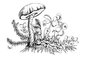 Birch bolete cep leccinum mushroom fungus, scaber stalk with snail, horsetail plant, cranberry lingonberry berries twigs on top of moss cushion with spore stalks. Illustration hand drawn in vector ink