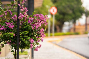 Purple Bougainvillea on City Street