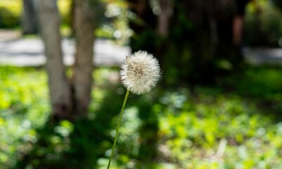 Fototapeta na wymiar Dandelion Puff in Sunlit Garden