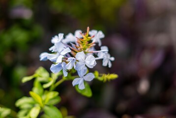 Fototapeta na wymiar Close-up of blue flowers with green leaves.