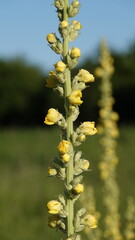 Dziewanna - żółte kwiaty dziewanny rosnące w polu. Kwiaty polne.  © tomo81