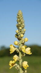 Dziewanna - żółte kwiaty dziewanny rosnące w polu. Kwiaty polne.  © tomo81