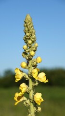 Dziewanna - żółte kwiaty dziewanny rosnące w polu. Kwiaty polne.  © tomo81