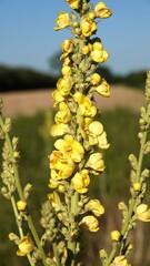 Dziewanna - żółte kwiaty dziewanny rosnące w polu. Kwiaty polne.  © tomo81