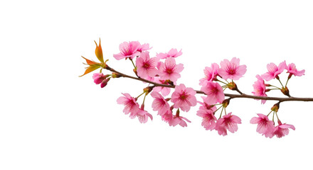 Obraz premium Delicate cherry blossom twig with pink flowers, isolated with white background