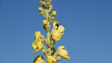 Dziewanna - żółte kwiaty dziewanny rosnące w polu. Kwiaty polne.  © tomo81
