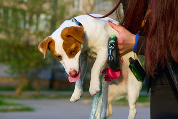 Funny Jack Russell terrier is trying to walk out of hands of its owner