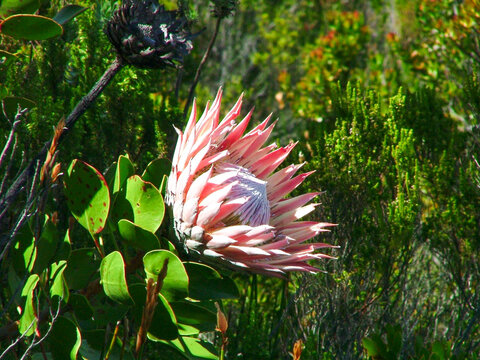 Protea on Table Mountain, South African National flower