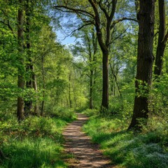 Naklejka premium Tranquil Forest Pathway Surrounded by Lush Green Trees and Foliage
