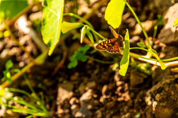 Pararge aegeria pertenece a la familia Nymphalidae.