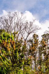 Paisaje en la Corujera, Isla de Tenerife.