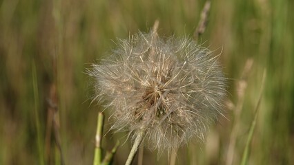 Prosienicznik gładki - roślina w Polsce uznawana za chwast